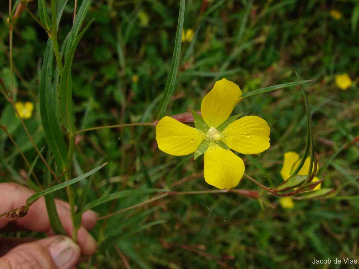Ludwigia decurrens Walter
